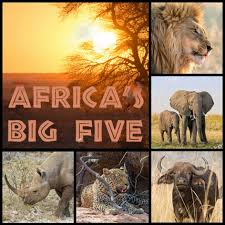 Ti Flair - African Big Five