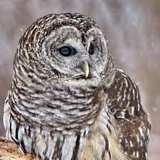 Ti Flair - Barred Pattern Owl