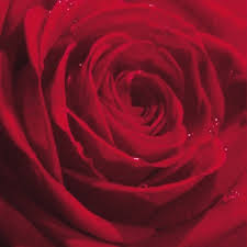 Ti Flair - Belle Rosa du Matin red