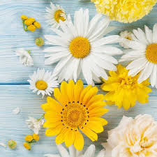 Ti Flair - Brillantes Flores de Jardin