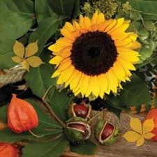 Ti Flair - Castagne e Girasole