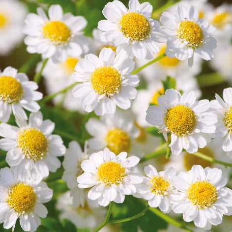 Ti Flair - Chamomile