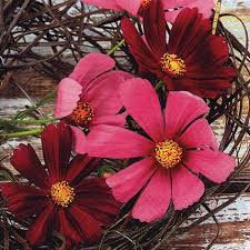 Ti Flair - Cosmos Flowers