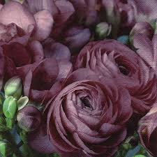 Ti Flair - Freesia Persian Buttercup Burgundy