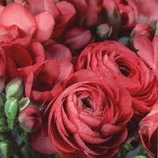 Ti Flair - Freesia Persian Buttercup Red