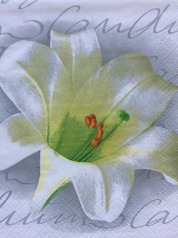 Ti Flair - Lilium Candidum Anthracite