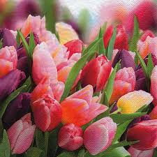 Ti Flair - Pink Voilet Tulips