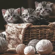 Ti Flair - Striped Kittens