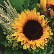 Ti Flair - Sunflower With Straw
